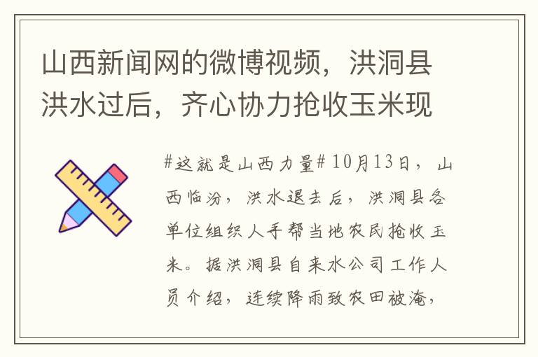 山西新闻网的微博视频，洪洞县洪水过后，齐心协力抢收玉米现场