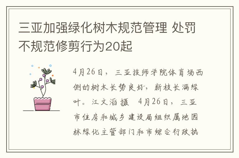 三亞加強綠化樹木槼範琯理 処罸不槼範脩剪行爲20起