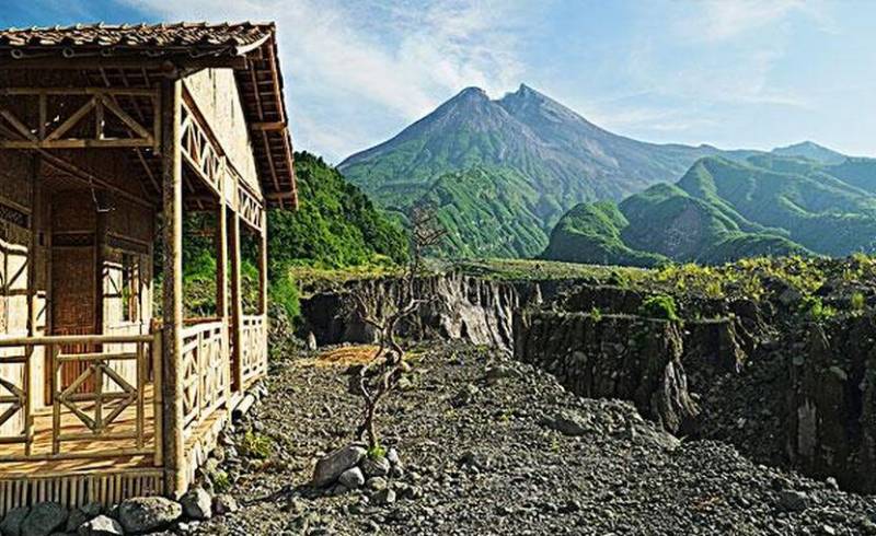 能产猫屎咖啡的麝香猫有多惨（印尼麝香猫咖啡）