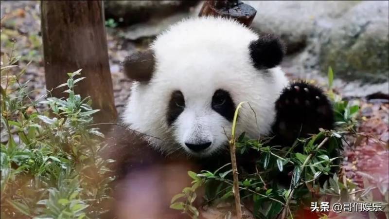 花流超话（花流超话的三个主要角色介绍）