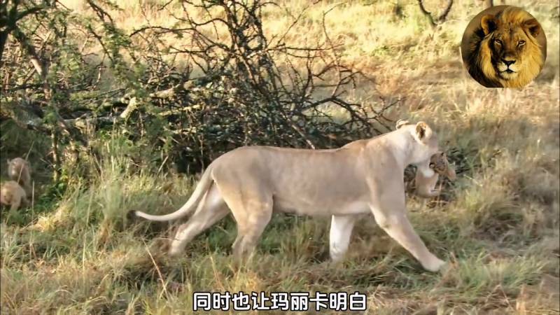 最后的狮子纪录片在线观看（女狮王马蒂陶纪录片）