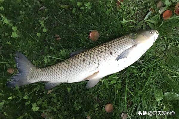 夏季雨天钓鲤鱼的3个诀窍小雨钓浅水（什么样的气压天气适宜钓鱼）