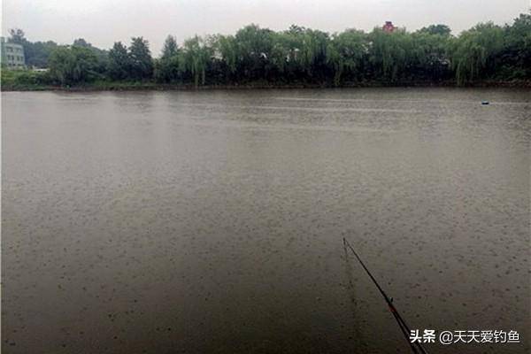 夏季雨天钓鲤鱼的3个诀窍小雨钓浅水（什么样的气压天气适宜钓鱼）