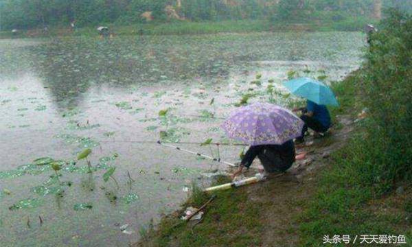 夏季雨天钓鲤鱼的3个诀窍小雨钓浅水（什么样的气压天气适宜钓鱼）