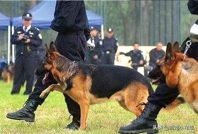 敬畏警犬（关于警犬的经典语录）