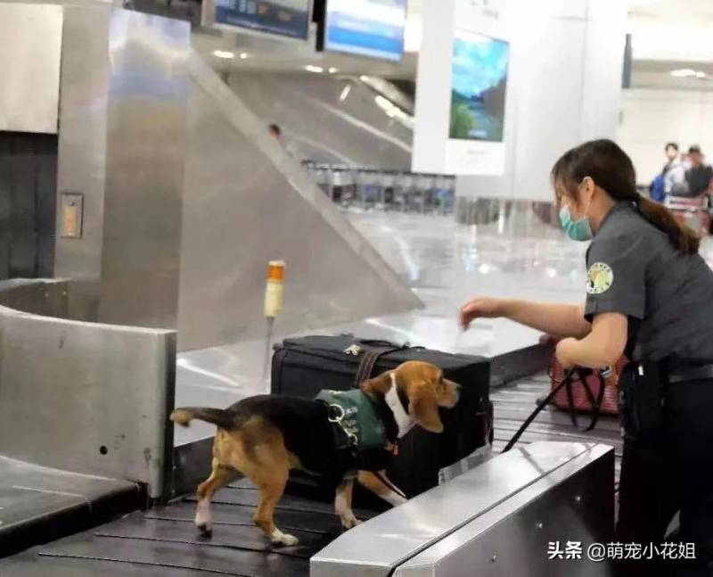 敬畏警犬（关于警犬的经典语录）