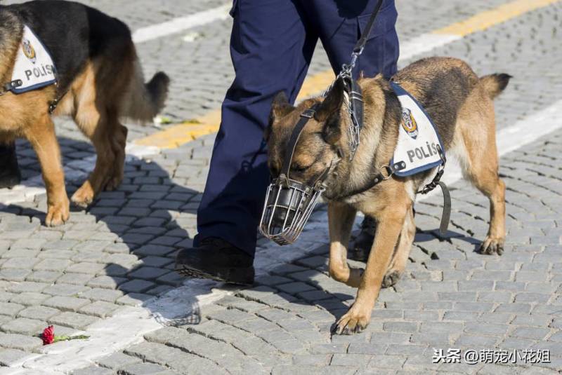 敬畏警犬（关于警犬的经典语录）