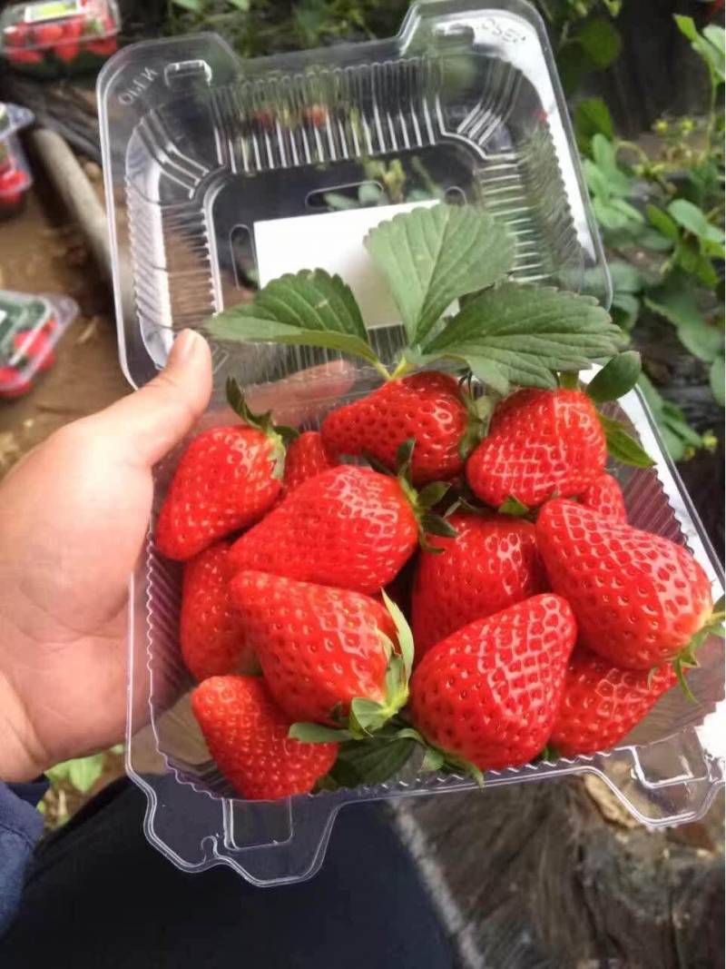 昌平草莓采摘基地（离我最近的草莓采摘园在哪里）
