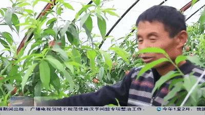 短视频秦安大棚油桃抢（大棚桃树的种植方法和管理视频）