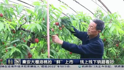 短视频秦安大棚油桃抢（大棚桃树的种植方法和管理视频）