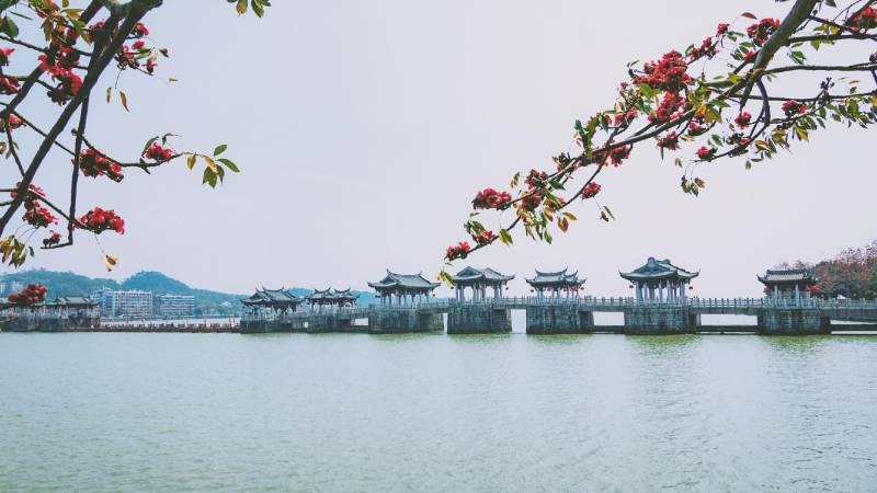 潮州濱江長廊木棉花（潮州市景點）