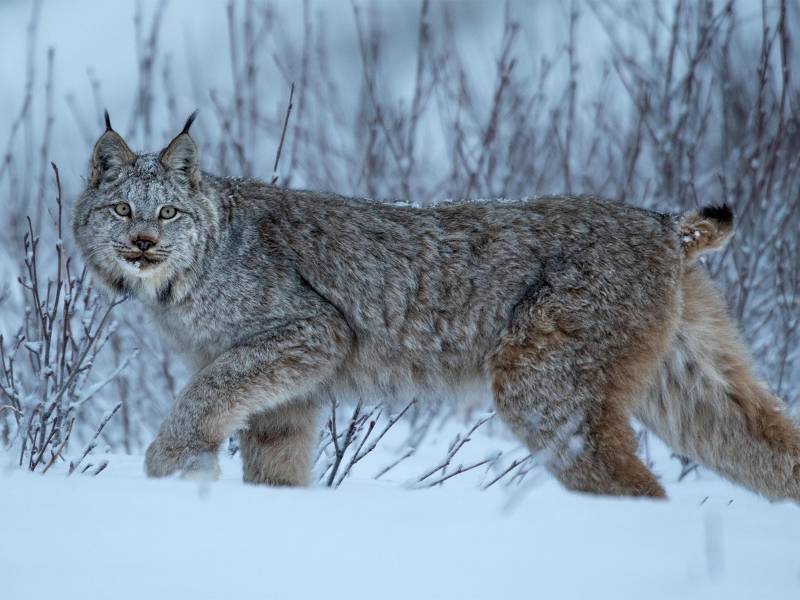 猛獁4瀏覽器，挑戰獵豹手機瀏覽器，雷霆速度與極鷹極速版一較高下