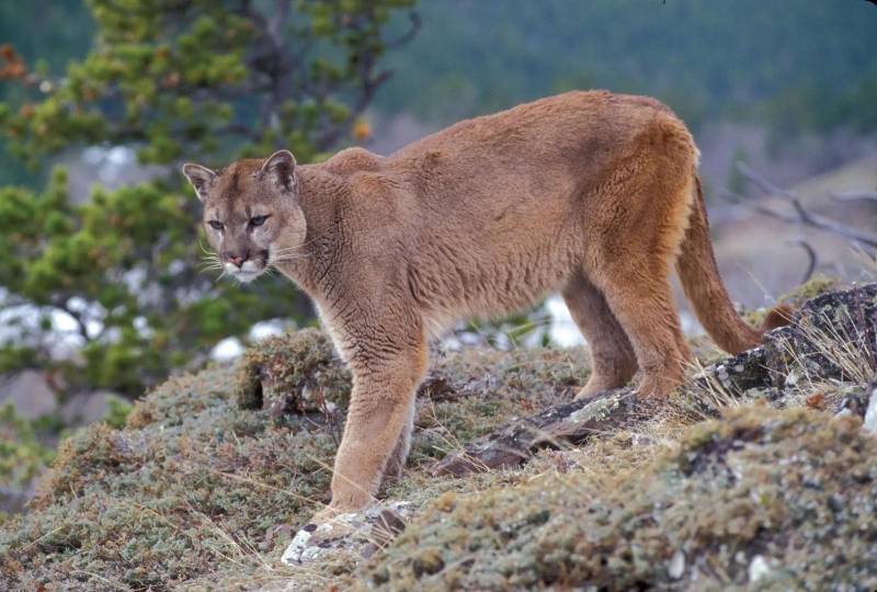 猛獁4瀏覽器，挑戰獵豹手機瀏覽器，雷霆速度與極鷹極速版一較高下