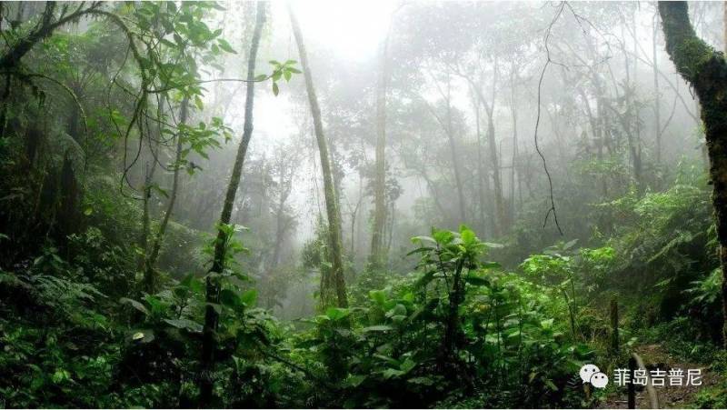 菲律賓樹脂採集者，挖掘熱帶叢林中的“金鑛”，沉香樹沉痛遭遇盜伐厄運