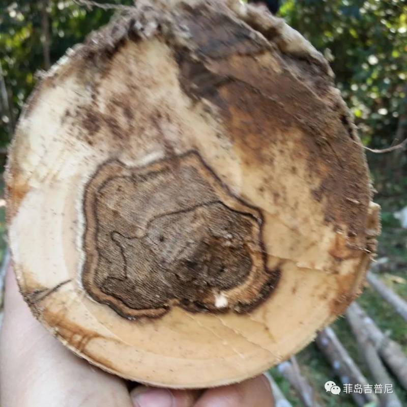 菲律宾树脂采集者，挖掘热带丛林中的“金矿”，沉香树沉痛遭遇盗伐厄运