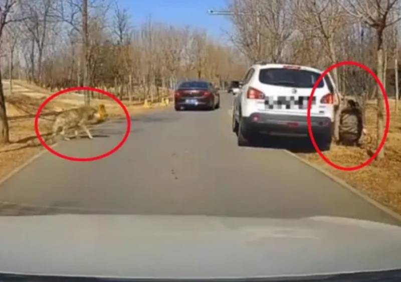 “動物園女子下車拍照不慎，被老虎拖拽，幸得工作人員迅速施救化險爲夷”