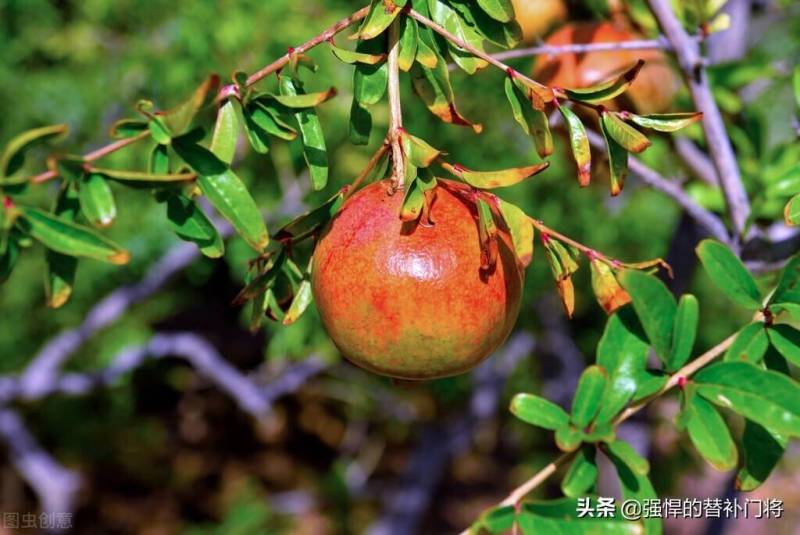 西域圣果，新疆叶城县盛产的神秘水果，蚂蚁新村探秘之旅今日揭晓