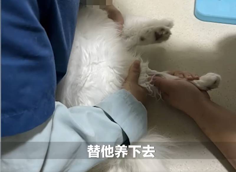 肿瘤晚期主人给猫咖留纸条托付爱猫，心酸告别，望你替我继续宠爱它