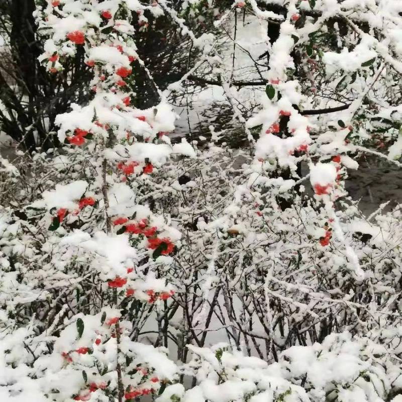 潍坊科技学院版美丽中国，雪中校园，绽放科技与自然交融的静谧之美