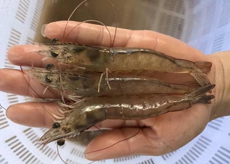 秋冬养白计划，湖北渔之浓农业揭秘如何季节性养殖白对虾技术攻略