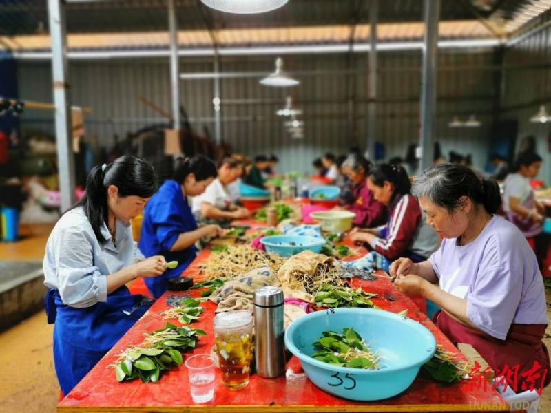 道县嫁接210万株油茶苗 助力绿色产业振兴 油茶基地繁忙景象映照农民增收希望