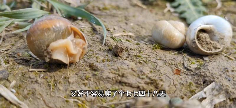 《蜗牛也是牛》丨太真实！这部纪录片让我们重新认识慢生活哲学，即使步履缓慢，也有坚持的力量——赵忠祥，蜗牛也是牛，生命自有其精彩。
