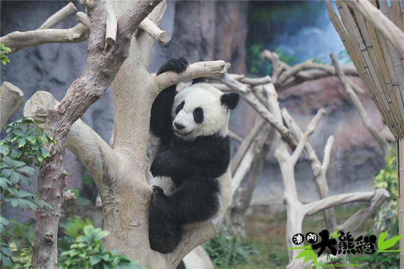 澳门自然保育大使，携手可爱的澳门大熊猫 共筑绿色未来