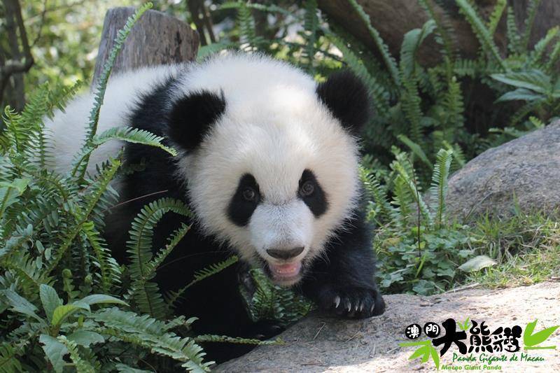 澳门自然保育大使，携手可爱的澳门大熊猫 共筑绿色未来