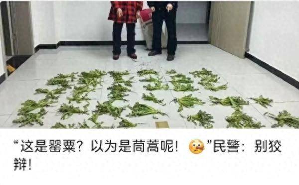 區分甖粟幼苗大挑戰，甖粟“撞臉”蔬菜怎麽破？專家攻略帶你輕松辨識！