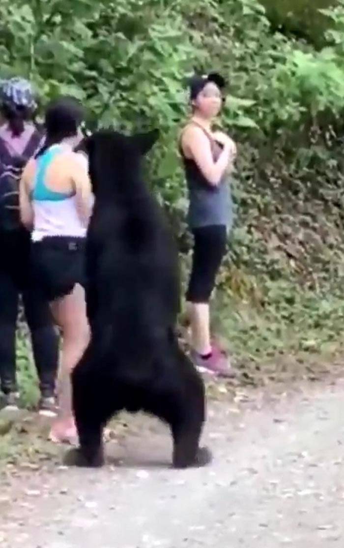 惊险逃亡！墨西哥三位女子山区散步遇黑熊，突袭一人后疯狂追赶，惊人逃脱记！