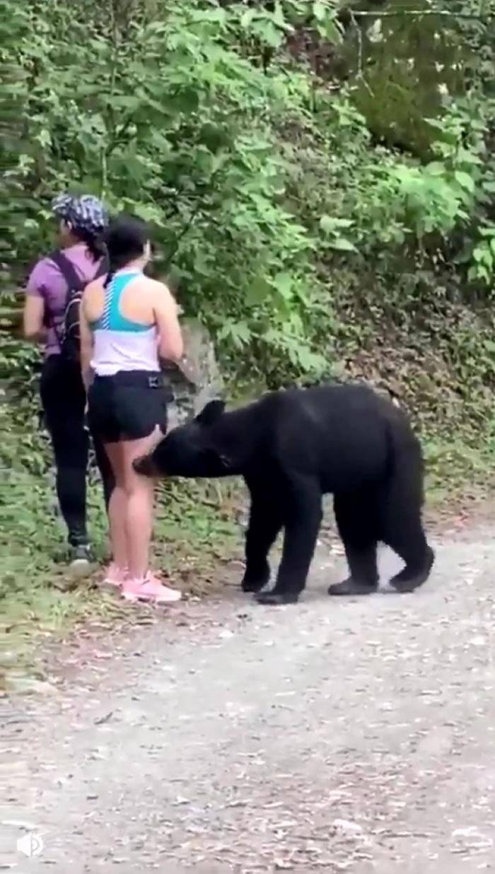 惊险逃亡！墨西哥三位女子山区散步遇黑熊，突袭一人后疯狂追赶，惊人逃脱记！