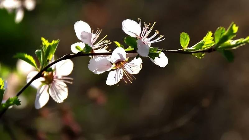 行摄四季——穿越时光，记录花开花落间的美好瞬间。