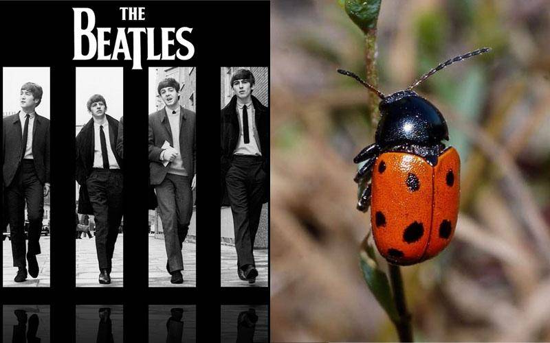 TheBeatles甲殼蟲樂隊微博，甲殼蟲是經典Beatles，不衹是小beetles！