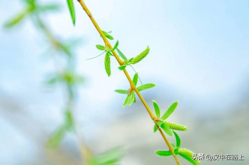 每一帧都是绝美汉中，古诗里的烟雨风情，在现代兴汉胜境一一呈现