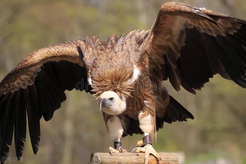 这种秃鹫是秃鹫中的战斗机，体格强健飞跃高峰，面貌独特却成国画大师笔下的佳品！体重最大、飞越珠峰不是梦，长相最丑陋也能化身为艺术之美。