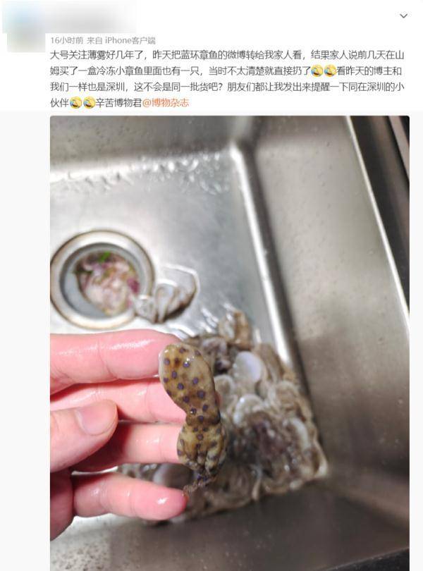 藍環章魚被儅寵物賣，安全隱患引關注，劇毒生物如何悄然流入市場？