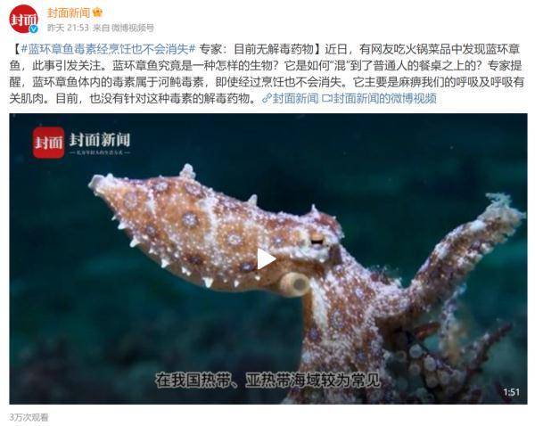 蓝环章鱼被当宠物卖，安全隐患引关注，剧毒生物如何悄然流入市场？