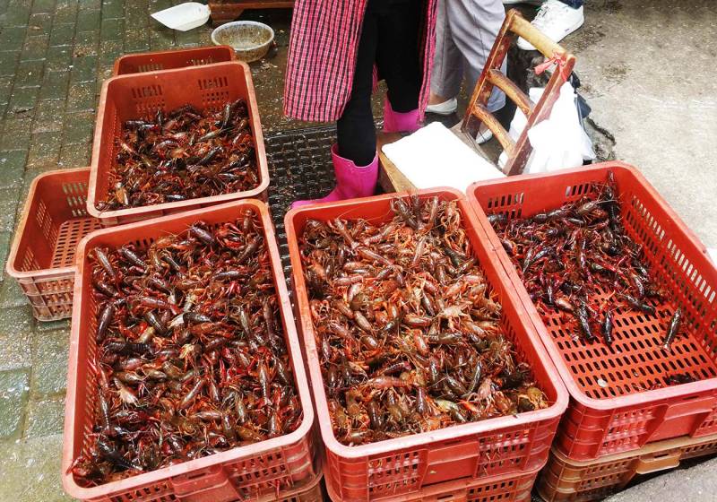 小龙虾批发价格骤降，已低于10元/斤，批发商表示跌幅约七成，未来价格走势引关注