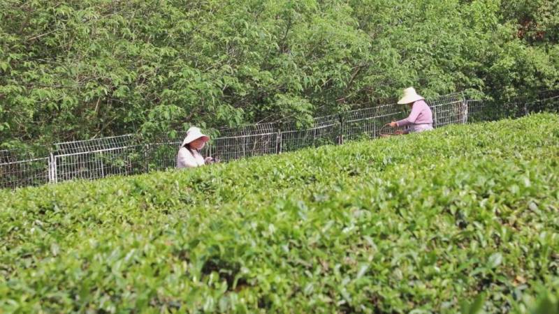 邹岗孝昌，荒地转型茶田 成就农户财富增长之路