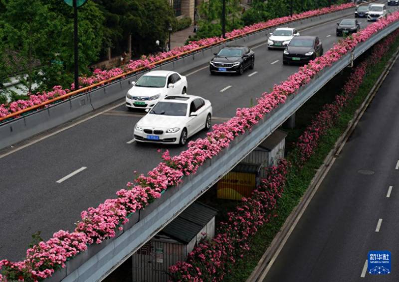 杭州高架变身花海盛宴 月季盛景装点城市交通