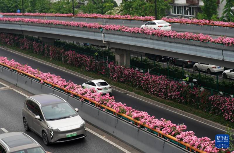 杭州高架变身花海盛宴 月季盛景装点城市交通