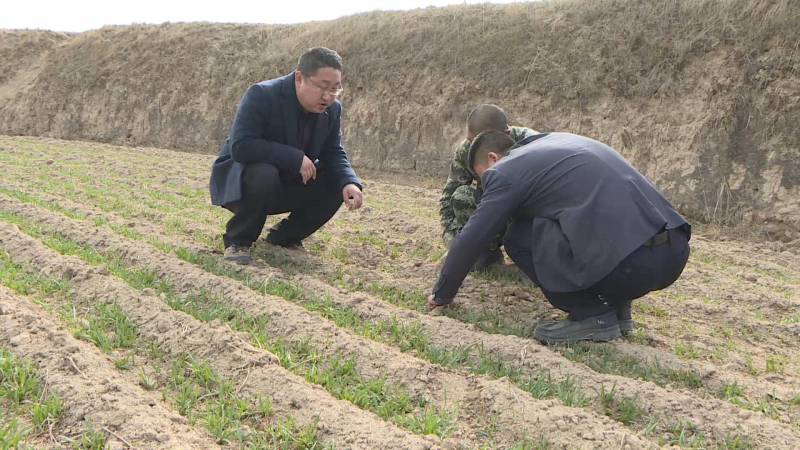 会宁冬小麦返青吐新绿，春耕时节田间管理忙