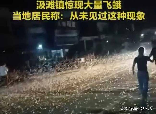 河南邓州蜉蝣大爆发，路灯下似雪花飘舞，生态异常现象引民众猜测，极端气候预兆将至？