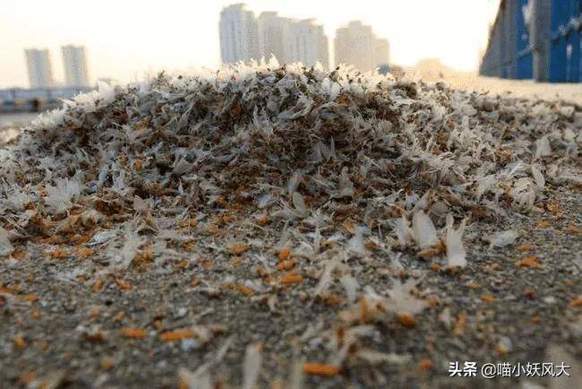 河南邓州蜉蝣大爆发，路灯下似雪花飘舞，生态异常现象引民众猜测，极端气候预兆将至？