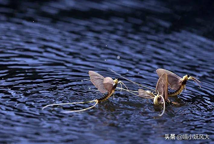 河南邓州蜉蝣大爆发，路灯下似雪花飘舞，生态异常现象引民众猜测，极端气候预兆将至？