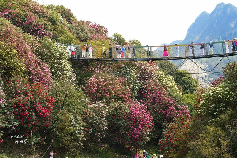 漫山遍野的百里杜鹃花，我在毕节深度游3天，错峰赏花海，尽享春日盛宴