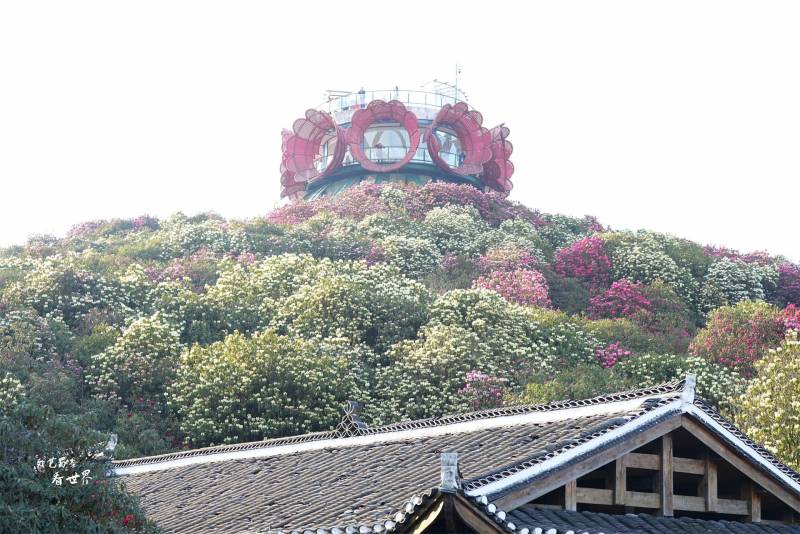 漫山遍野的百里杜鹃花，我在毕节深度游3天，错峰赏花海，尽享春日盛宴