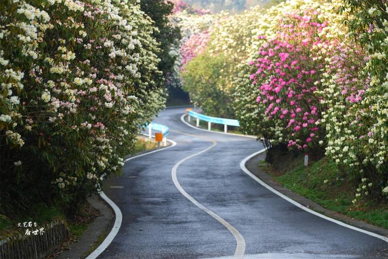 漫山遍野的百里杜鹃花，我在毕节深度游3天，错峰赏花海，尽享春日盛宴