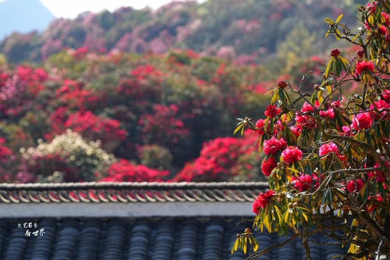 漫山遍野的百里杜鹃花，我在毕节深度游3天，错峰赏花海，尽享春日盛宴