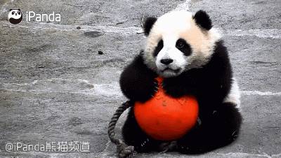 大熊猫禄禄仔超话，竹林萌宠，兄弟姐妹中的佼佼者，命运注定要抱得美人归！